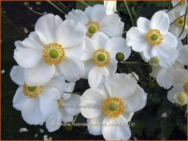 Anemone hybrida 'Honorine Jobert' | Herfstanemoon, Japanse anemoon, Anemoon | Herbstanemone