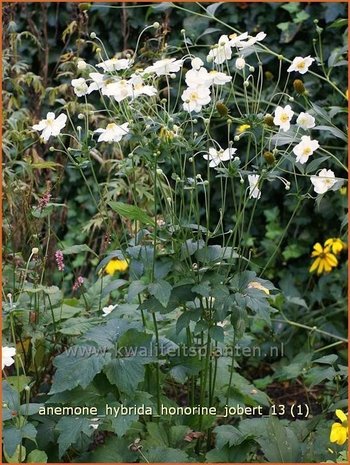 Anemone hybrida 'Honorine Jobert' | Herfstanemoon, Japanse anemoon, Anemoon | Herbstanemone