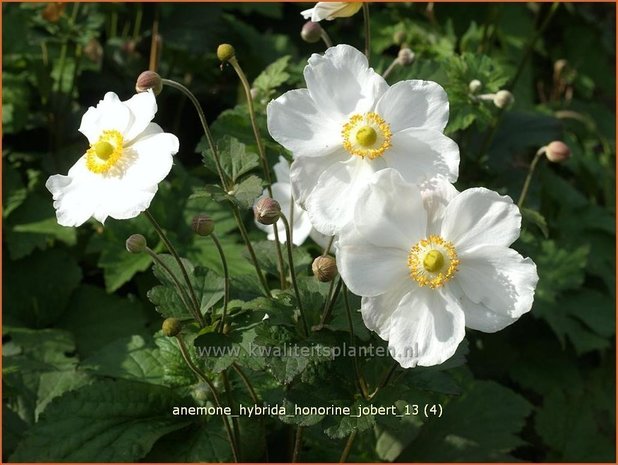 Anemone hybrida 'Honorine Jobert' | Herfstanemoon, Japanse anemoon, Anemoon | Herbstanemone