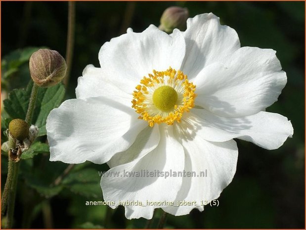 Anemone hybrida 'Honorine Jobert' | Herfstanemoon, Japanse anemoon, Anemoon | Herbstanemone