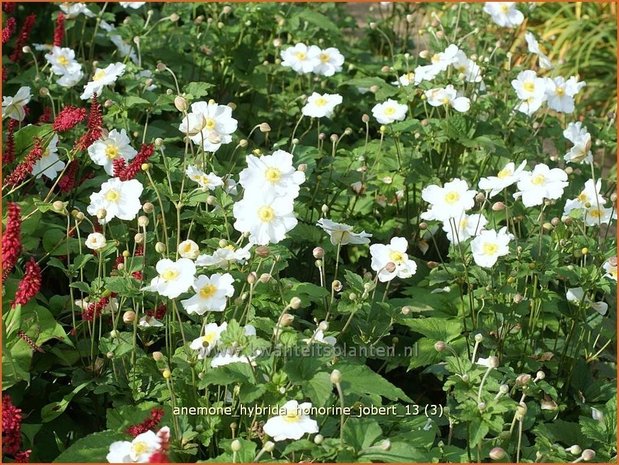 Anemone hybrida 'Honorine Jobert' | Herfstanemoon, Japanse anemoon, Anemoon | Herbstanemone