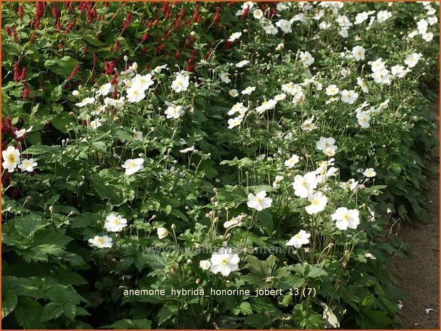 Anemone hybrida 'Honorine Jobert' | Herfstanemoon, Japanse anemoon, Anemoon | Herbstanemone