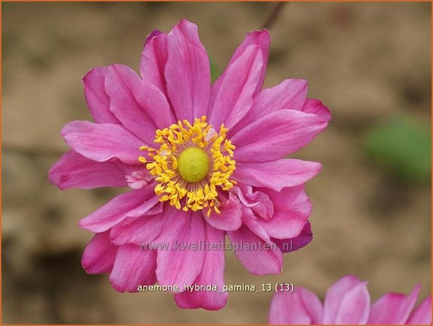 Anemone hybrida 'Pamina' | Herfstanemoon, Japanse anemoon, Anemoon | Herbstanemone