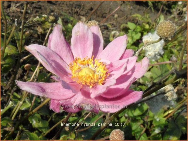 Anemone hybrida 'Pamina' | Herfstanemoon, Japanse anemoon, Anemoon | Herbstanemone