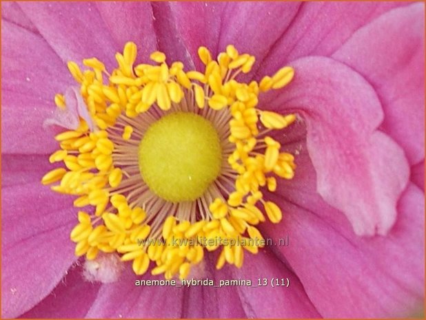 Anemone hybrida 'Pamina' | Herfstanemoon, Japanse anemoon, Anemoon | Herbstanemone