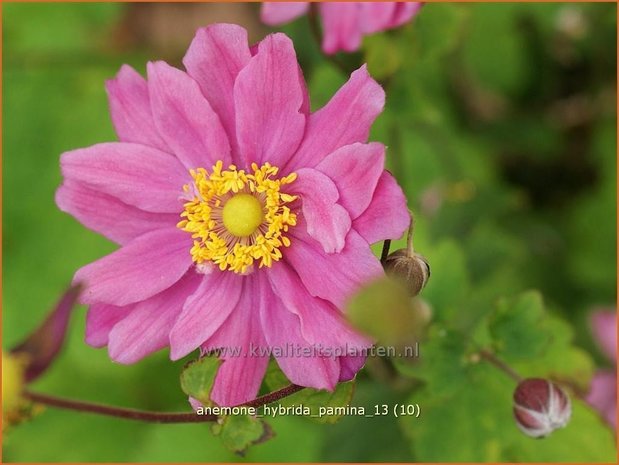 Anemone hybrida 'Pamina' | Herfstanemoon, Japanse anemoon, Anemoon | Herbstanemone