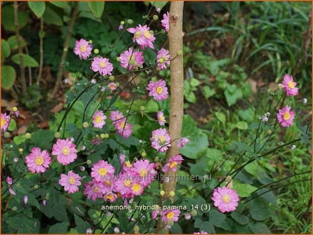 Anemone hybrida 'Pamina' | Herfstanemoon, Japanse anemoon, Anemoon | Herbstanemone