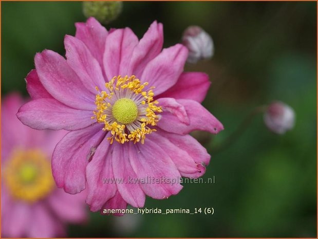 Anemone hybrida 'Pamina' | Herfstanemoon, Japanse anemoon, Anemoon | Herbstanemone