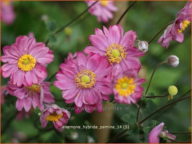 Anemone hybrida 'Pamina' | Herfstanemoon, Japanse anemoon, Anemoon | Herbstanemone