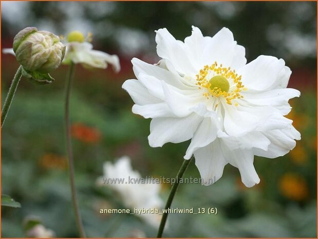 Anemone hybrida 'Whirlwind' | Anemoon, Herfstanemoon, Japanse anemoon