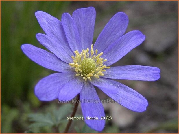 Anemone blanda | Oosterse anemoon