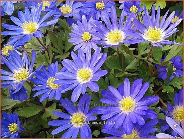 Anemone blanda | Oosterse anemoon