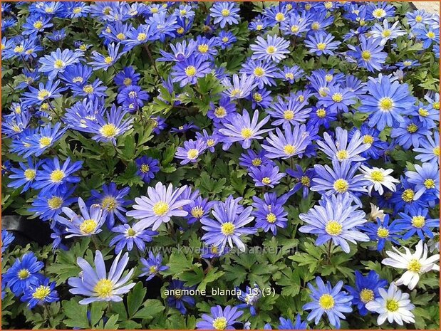 Anemone blanda | Oosterse anemoon