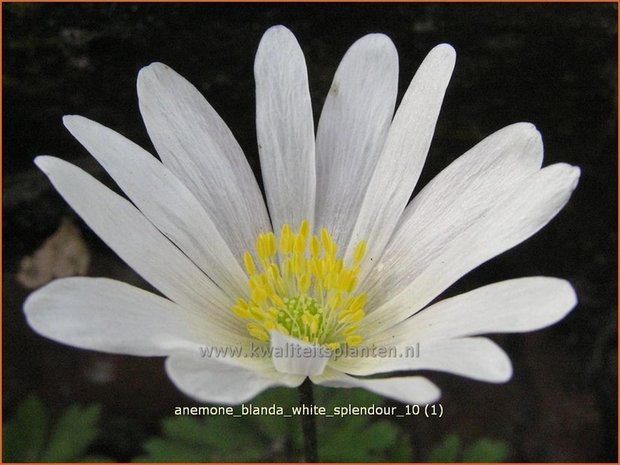 Anemone blanda 'White Splendour' | Oosterse anemoon