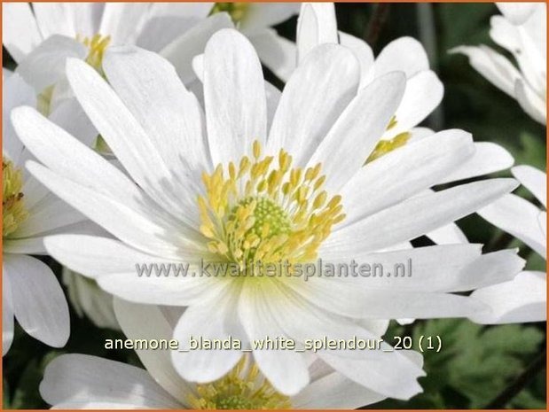 Anemone blanda 'White Splendour' | Oosterse anemoon