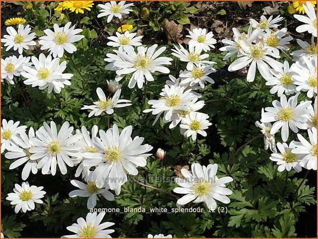 Anemone blanda 'White Splendour' | Oosterse anemoon