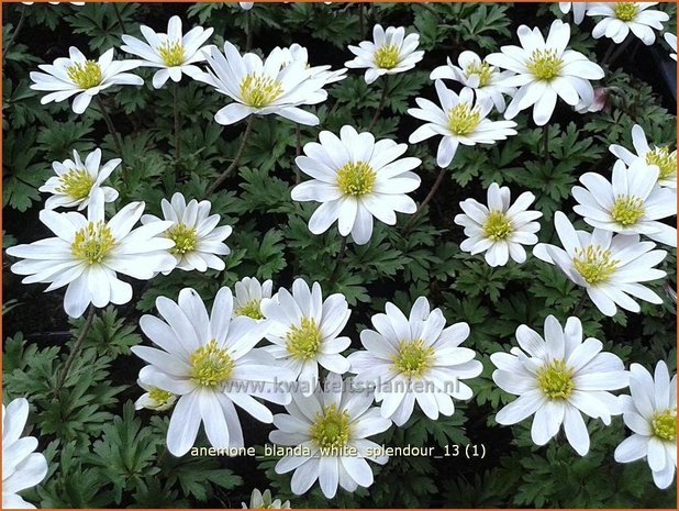 Anemone blanda 'White Splendour' | Oosterse anemoon