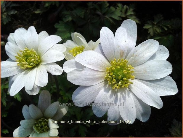 Anemone blanda 'White Splendour' | Oosterse anemoon