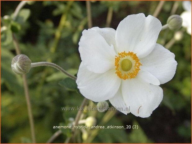 Anemone hybrida 'Andrea Atkinson' | Anemoon, Herfstanemoon, Japanse anemoon