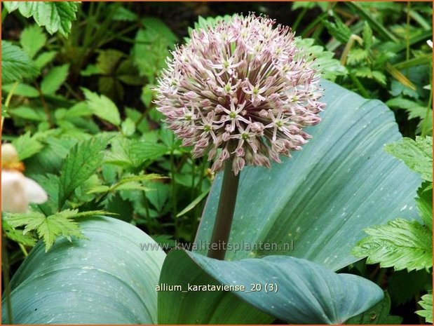 Allium karataviense | Sierui, Look
