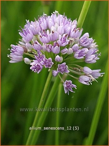 Allium senescens | Sierui, Look