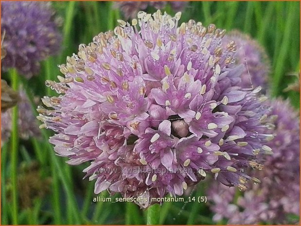 Allium senescens montanum | Sierui, Look