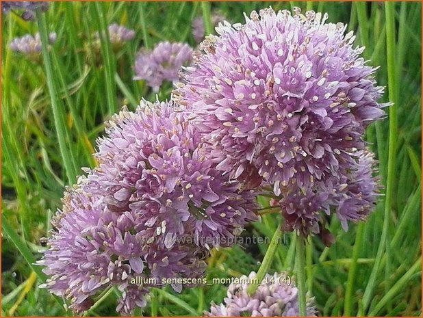 Allium senescens montanum | Sierui, Look