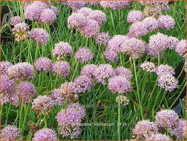 Allium senescens montanum | Sierui, Look