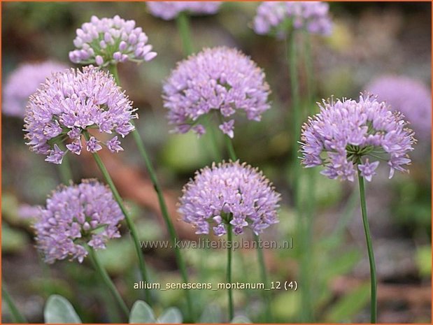 Allium senescens montanum | Sierui, Look