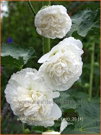 Alcea rosea 'Pleniflora' (wit) | Stokroos