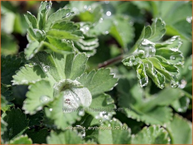 Alchemilla erythropoda | Vrouwenmantel