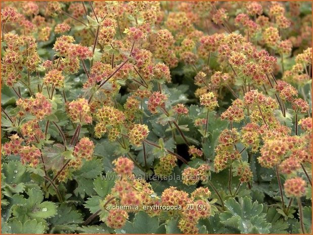 Alchemilla erythropoda | Vrouwenmantel