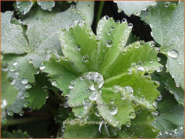 Alchemilla erythropoda | Vrouwenmantel