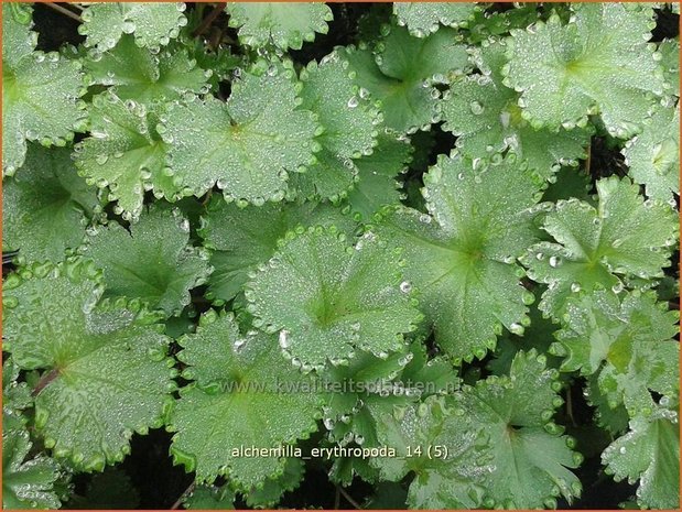 Alchemilla erythropoda | Vrouwenmantel