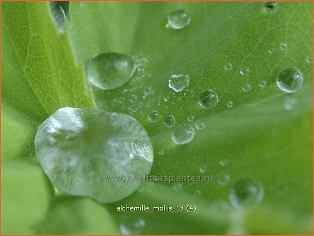 Alchemilla mollis | Vrouwenmantel