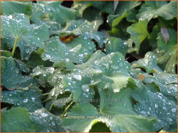 Alchemilla mollis | Vrouwenmantel