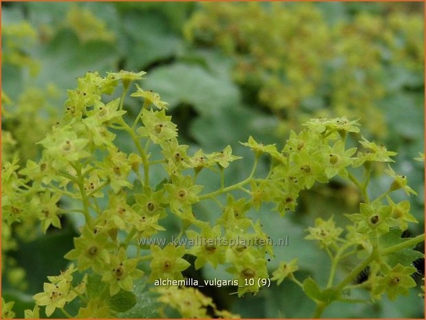 Alchemilla vulgaris | Vrouwenmantel