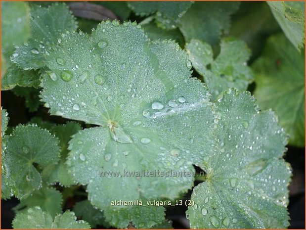 Alchemilla vulgaris | Vrouwenmantel