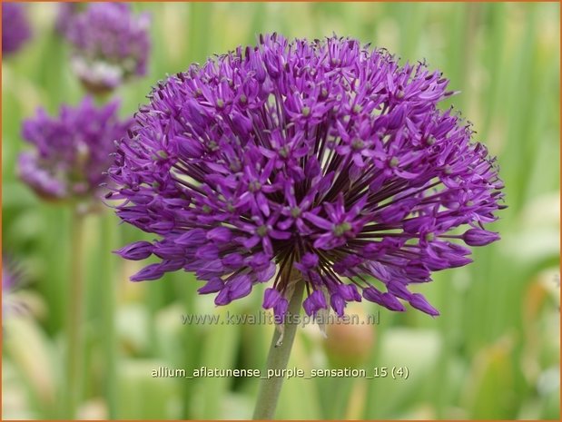 Allium aflatunense 'Purple Sensation' | Sierui, Look