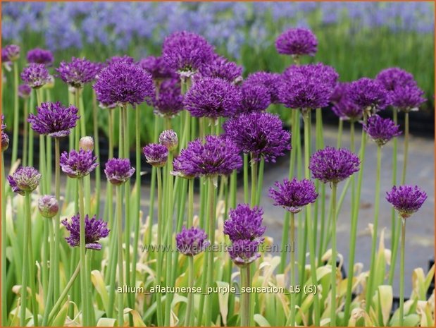 Allium aflatunense 'Purple Sensation' | Sierui, Look