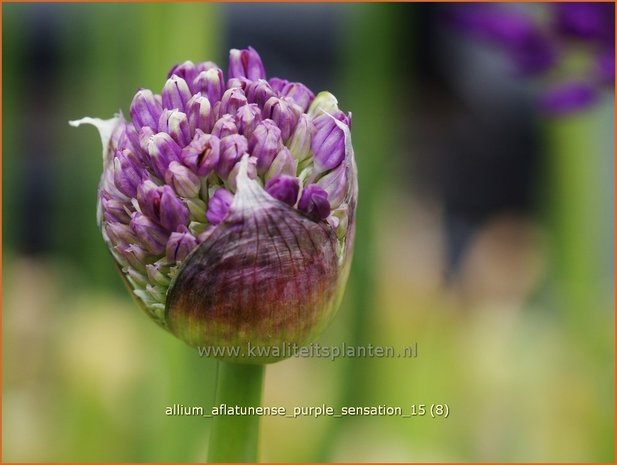 Allium aflatunense 'Purple Sensation' | Sierui, Look