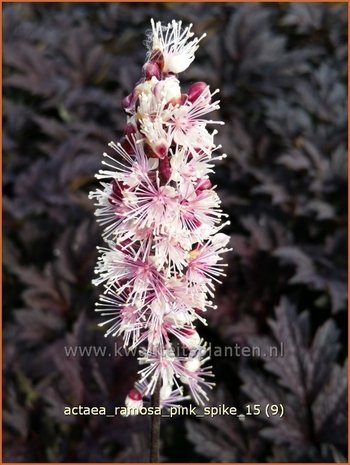 Actaea ramosa 'Pink Spike' | Zilverkaars, Oktoberkaars, Christoffelkruid