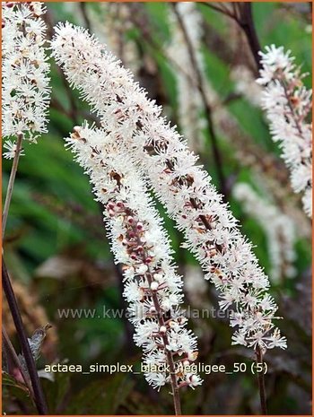 Actaea simplex 'Black Negligee' | Zilverkaars, Christoffelkruid