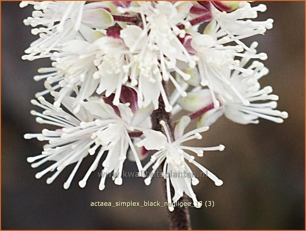 Actaea simplex 'Black Negligee' | Zilverkaars, Christoffelkruid