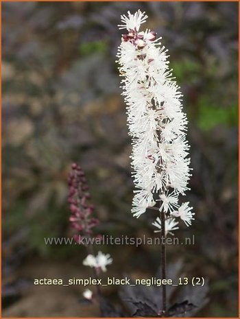 Actaea simplex 'Black Negligee' | Zilverkaars, Christoffelkruid