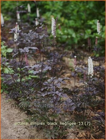 Actaea simplex 'Black Negligee' | Zilverkaars, Christoffelkruid