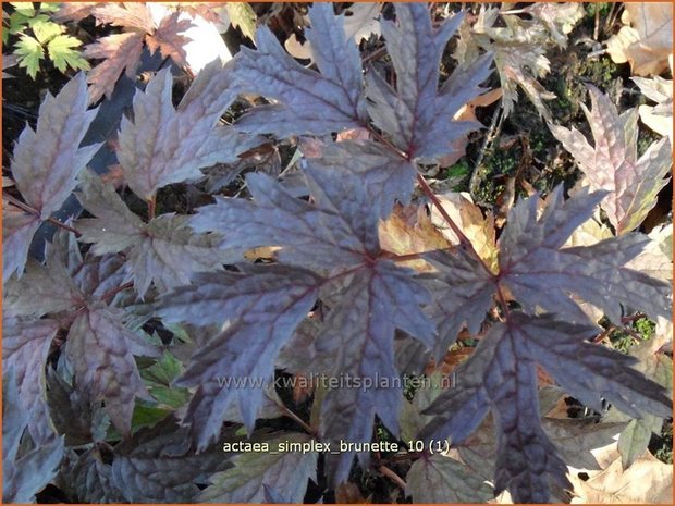 Actaea simplex 'Brunette' | Zilverkaars, Christoffelkruid