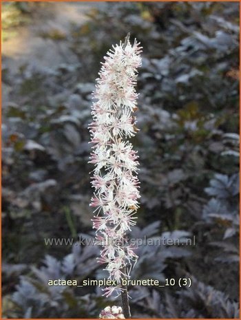 Actaea simplex 'Brunette' | Zilverkaars, Christoffelkruid