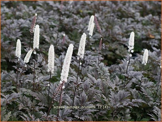 Actaea simplex 'Brunette' | Zilverkaars, Christoffelkruid