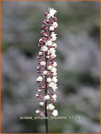 Actaea simplex 'Brunette' | Zilverkaars, Christoffelkruid